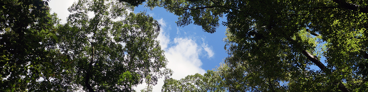 杜の都、仙台にある開発会社です